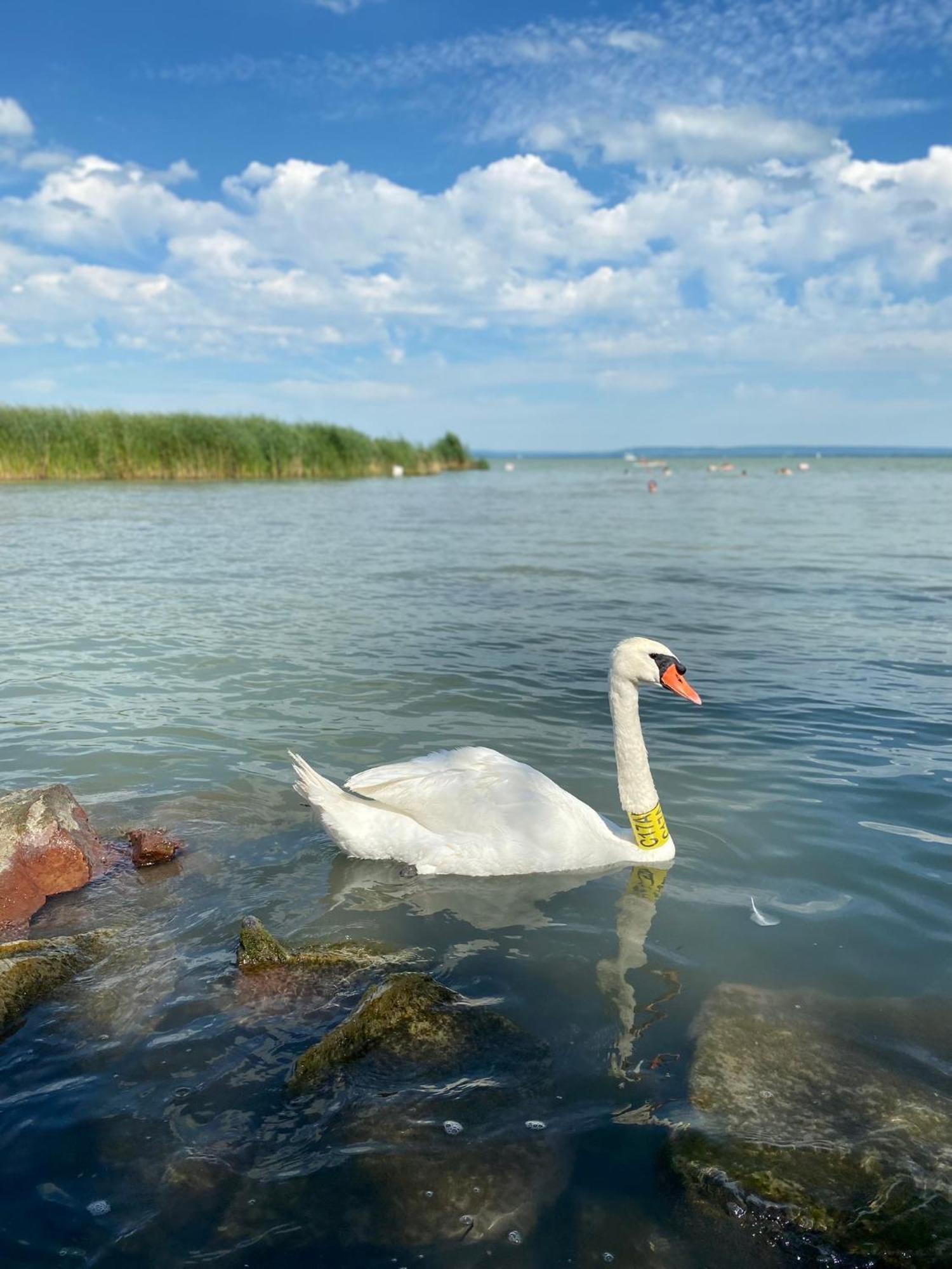 Panna Cottage Badacsonytomaj Kültér fotó